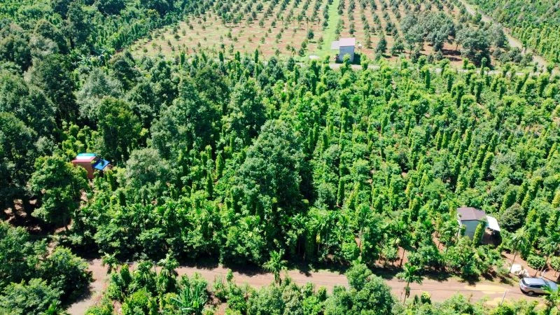 Vietnam accounts for about 40% of global pepper production and 55% of total export revenue.