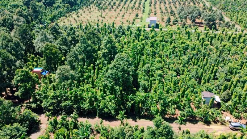 Vietnam accounts for about 40% of global pepper production and 55% of total export revenue.