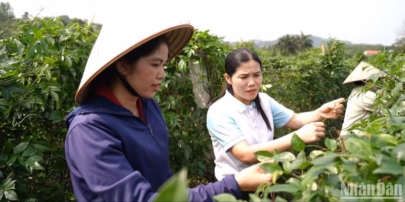 Nguyen Thi Kim Dung (L), Director of the Lien Chung Ginseng Production and Consumption Cooperative in Bac Giang Province, introduces the ginseng cultivation model. (Photo: Minh Thuy)