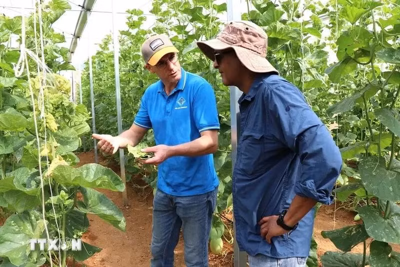 French newspaper Le Monde has run a story highlighting Vietnam’s northern province of Son La as a model for ecological agricultural development. - Illustrative image (Source: VNA)