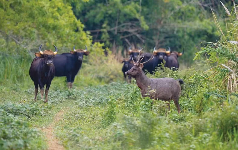Wildlife in Cat Tien National Park (Photo: Cat Tien National Park)