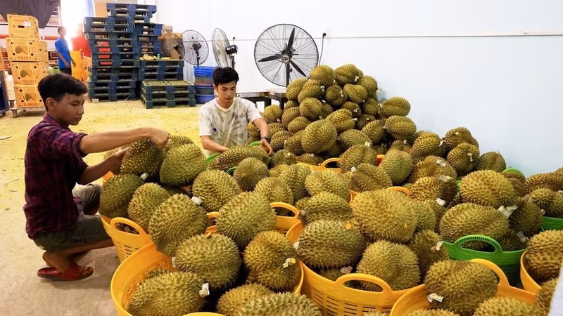 Vietnam exported approximately 500,000 tonnes of frozen durian, generating a turnover of 2.3 billion USD in 2023, with China accounting for a predominant 90% share. (Photo: VNA)