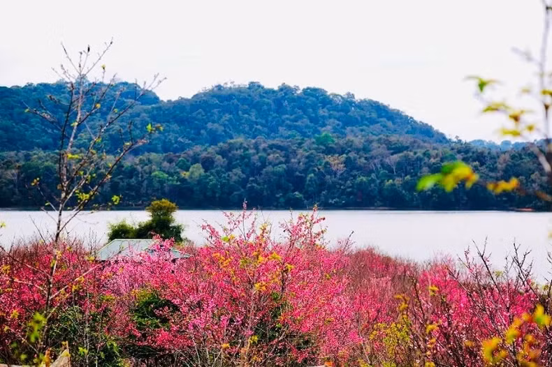 Charming view of Pa Khoang flower island in the blooming seaon of cherry blossom Charming view of Pa Khoang flower island in the blooming seaon of cherry blossom