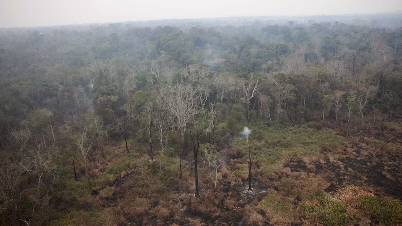 Forest fires become increasingly devastating ảnh 1 Forest fires become increasingly devastating ảnh 1