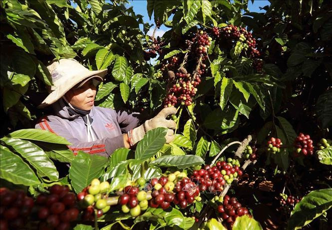 Coffee is among of the seven commodities posting export value of over 1 billion USD in H1. (Photo: VNA)