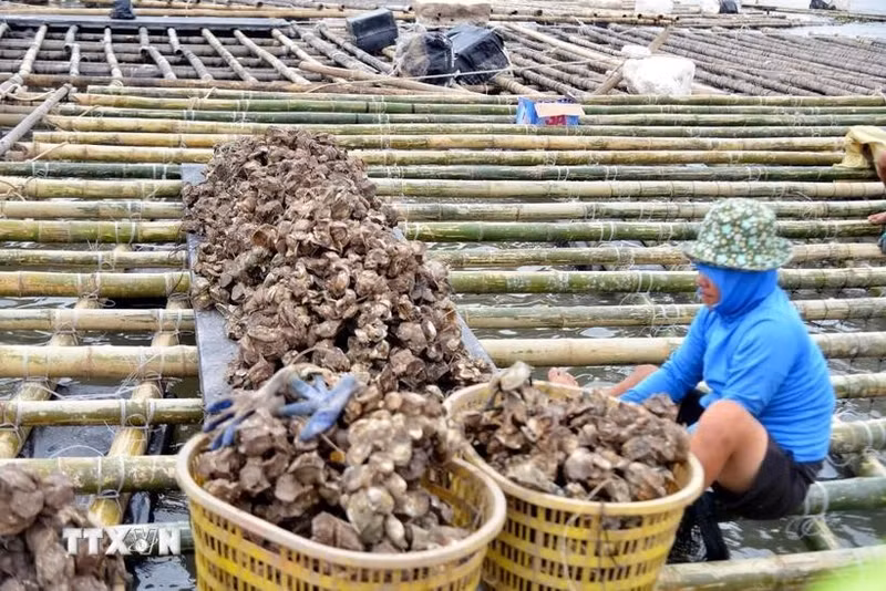 Local residents reinforce old rafts to continue aquaculture activities on the Chanh River in Quang Ninh province in the aftermath of Typhoon Yagi. (Photo: VNA)