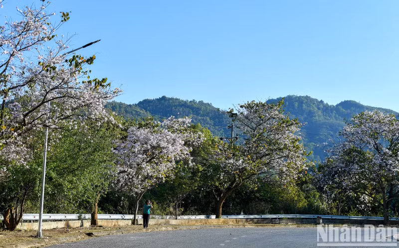 Located in the northwest region, Dien Bien Province is not only famous for the historic Dien Bien Phu victory but it is also known for the land of bauhinia flowers.