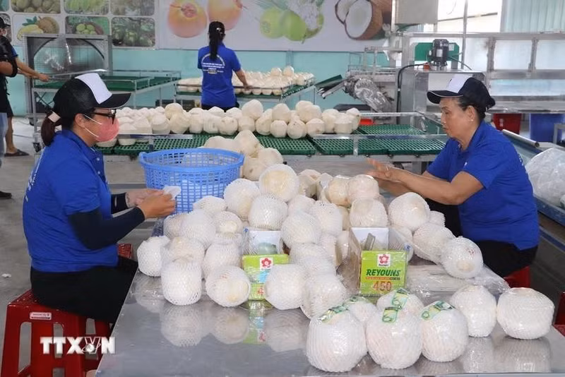 Processing fresh coconuts for export at Hung Thinh Phat cooperative in Cho Gao district, Tien Giang province. (Photo: VNA)