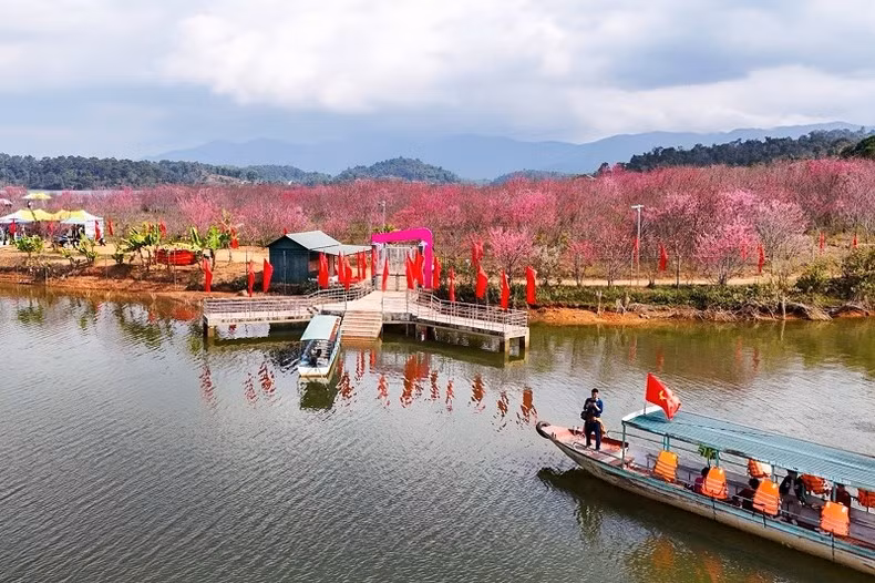 Cherry blossoms in full bloom at Pa Khoang flower island in Dien Bien