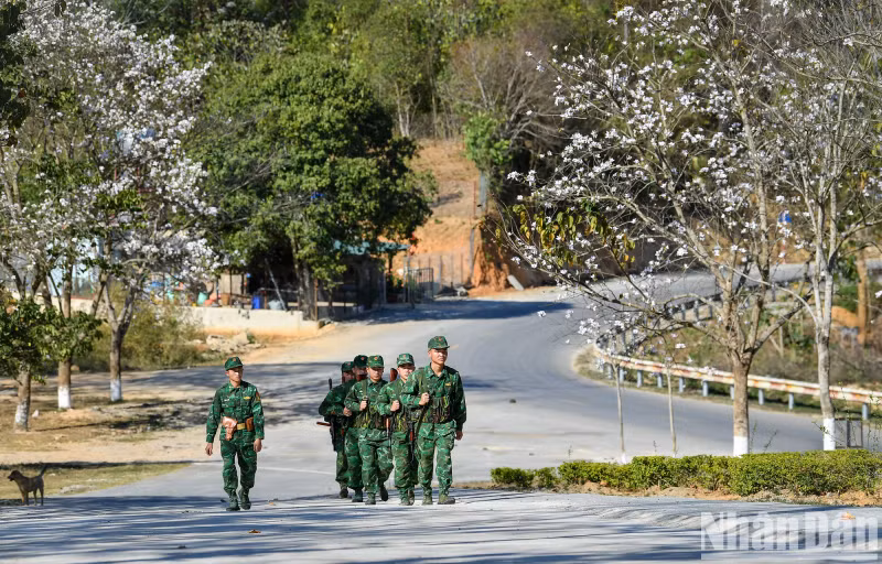 The roads along the Tay Trang International Border Post are filled with the pure and poetic white colours of bauhinia flowers.