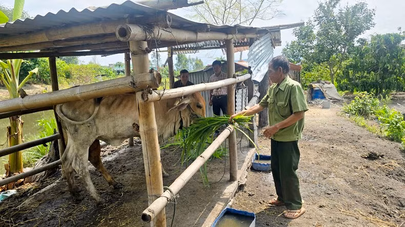 War veteran Sa Van Doan from Cao Son Village, Sa Loong Commune, Ngoc Hoi District, Kon Tum Province feeding cows.