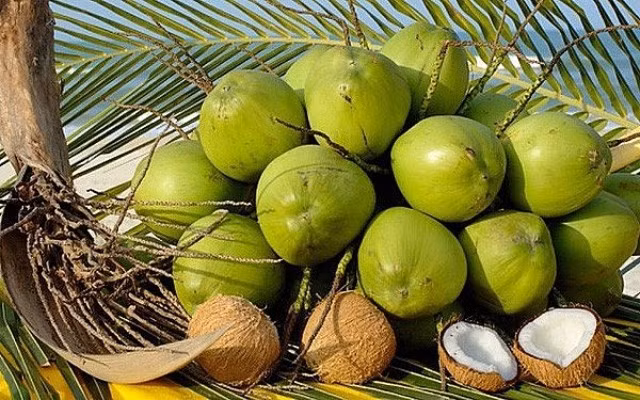 Vietnam's coconut exports to rise remarkably thanks to shipments to China (Photo: hiephoiduabentre.vn)