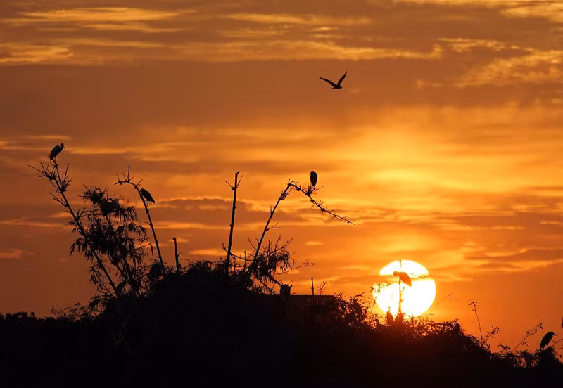 Sunset is the busiest time of the day on the island as flocks of storks and herons from all directions fly back to their nests. (Photo: haiduong.gov.vn)