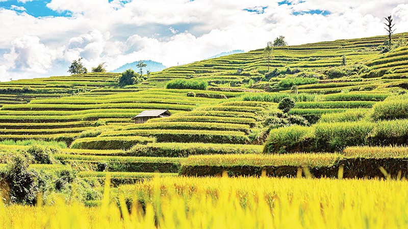Hoang Su Phi District currently has over 3,720 hectares of terraced fields, spreading across 24 communes and towns. 