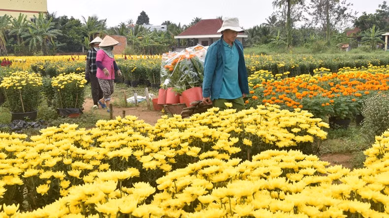 The consumption of flowers is increasing with Tet just around the corner, and traders are actively purchasing various types of flowers.