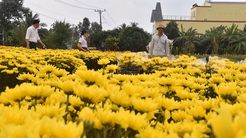 This year, floriculturists in Tien Giang Province have planted over 1.2 million pots of flowers, with around 730,000 in My Tho Village alone.