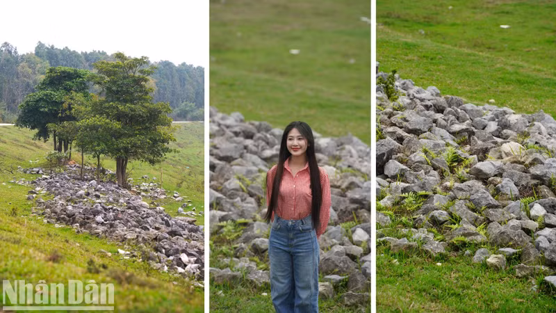 Along the way to the tree, you can stop on both sides of the road to take photos with rows of trees and stone banks along the dyke.