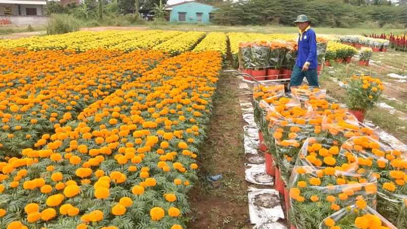 My Tho Flower Village in Tien Giang Province is filled with a vibrant trading atmosphere as Lunar New Year (Tet) approaches. 