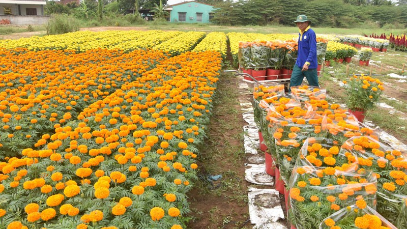 My Tho Flower Village in Tien Giang Province is filled with a vibrant trading atmosphere as Lunar New Year (Tet) approaches. 