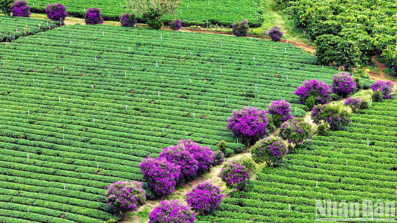 This beautiful tea plantation resembles a peaceful countryside painting