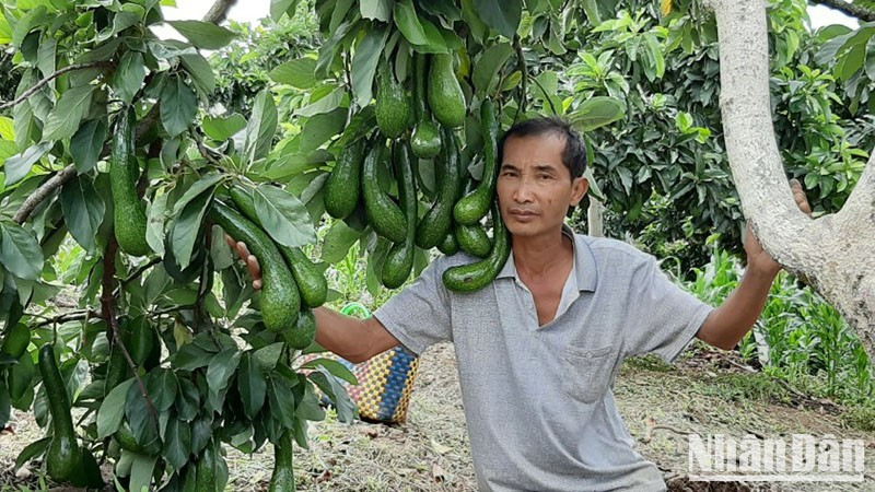 Lam Dong Province has nearly 7,000 hectares of avocado cultivation