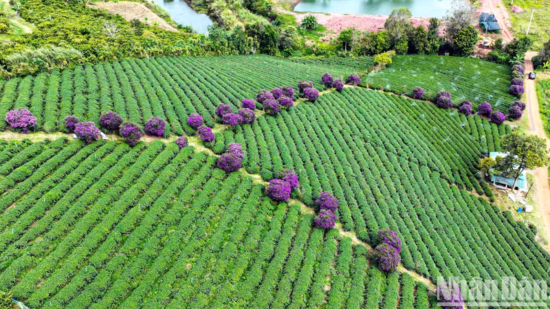 Visitors to the location can enjoy free admission to admire and take pictures.