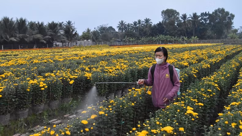 According to villagers, this year's flower quality is better than last year, with prices ranging from 70,000 to 200,000 VND depending on the type.