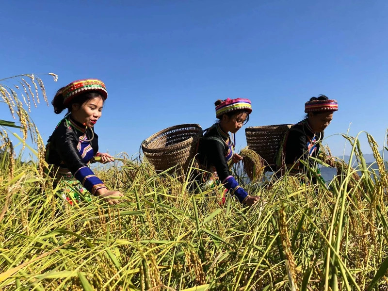 Members of Yen Duong Collective in Ba Be District, Bac Kan Province, harvest rice
