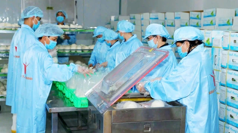 Workers packaging fresh coconuts for export at Vina T&T Group (Photo: MINH HA)