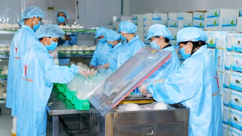 Workers packaging fresh coconuts for export at Vina T&T Group (Photo: MINH HA)