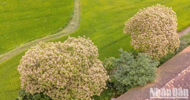 Blooming capparaceae flowers create a glowing beauty to the natural landscape.