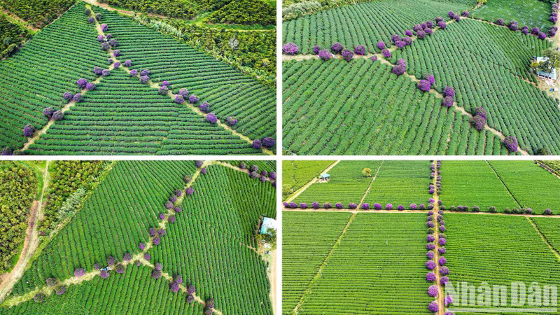 More than 300 purple ‘mua’ trees have been planted by the owner of this oolong tea plantation for over 10 years.