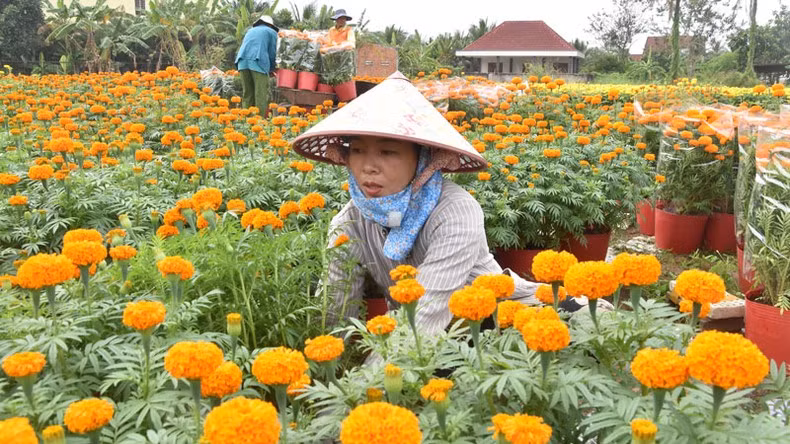 Despite the good quality of flowers, farmers are face rising costs for agricultural supplies and labour, and many are struggling with profits due to delayed blooming times.