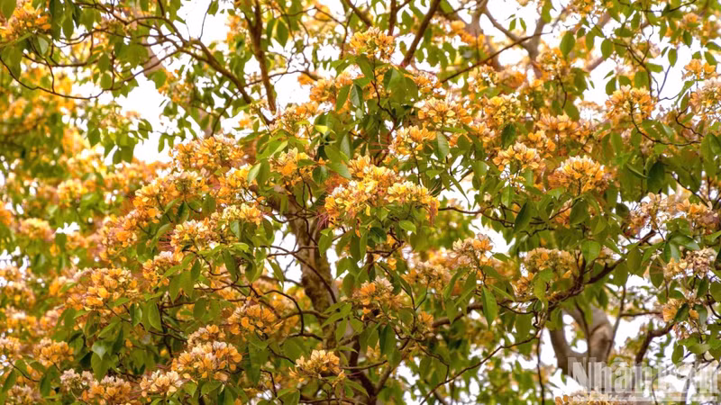 At the end of the blooming season, which falls in late summer, the flowers turn dark yellow and form into ivory-white, oval fruits.