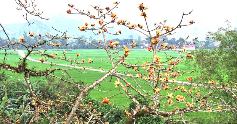 The flowers bloom vibrantly against the sky.