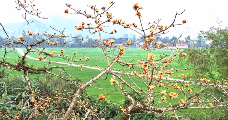 The flowers bloom vibrantly against the sky.