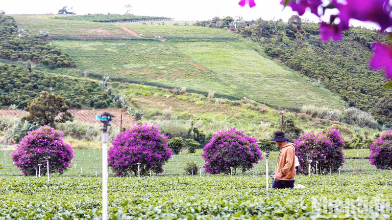 During the flowering season, the purple colours create a fascinating picture against the green backdrop.