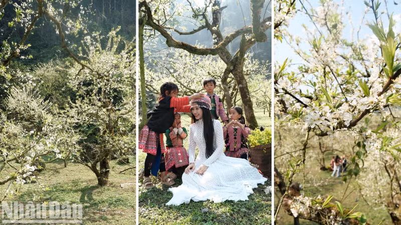 Son La Province total plum growing area covers more than 11,000 hectares. Of which, 3,500 ha are located in Moc Chau District.