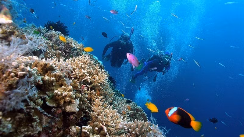 Tourists dive in Hon Mun Island, Nha Trang City 