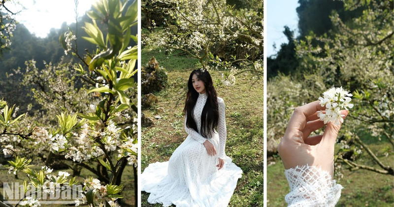 Plum gardens across the Moc Chau Plateau welcome thousands of visitors from far and wide