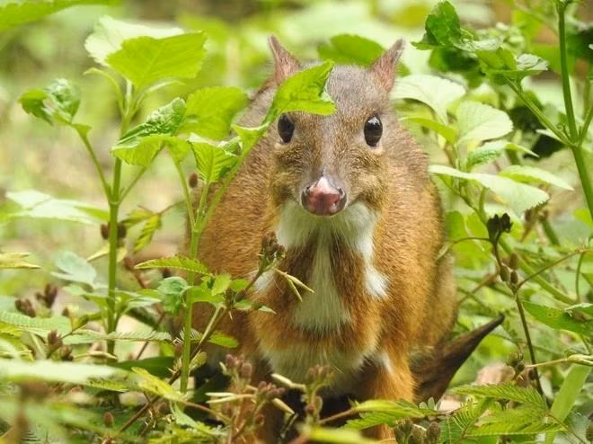 A Tragulus kanchil at Ben En National Park, Thanh Hoa province (Photo: VNA)