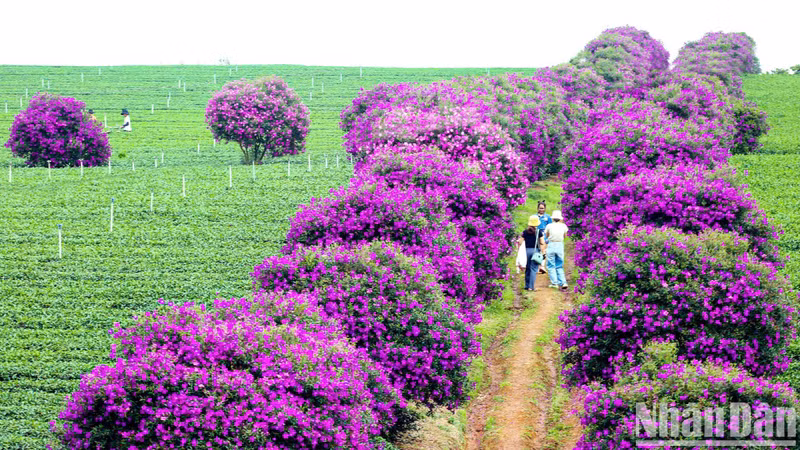 These trees are planted along the edges of the tea plantation, spanning dozens of hectares.