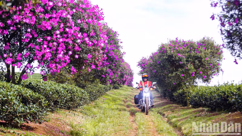 From the centre of Bao Loc City, Lam Dong Province, it takes about 20 minutes of travel towards Dam Bri Waterfall to reach the tea plantation and admire the purple flowers alongside the lush green tea hills.