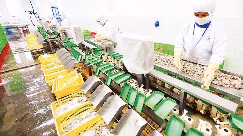 Processing shrimp for export at Cafatex Company in Hau Giang Province. (Photo: Tran Tuan)