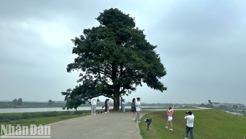 Aged hundreds of years, it is one of the oldest ancient trees in Bac Ninh Province.
