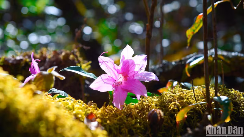 The wild and majestic beauty of azalea flowers amidst the forest.