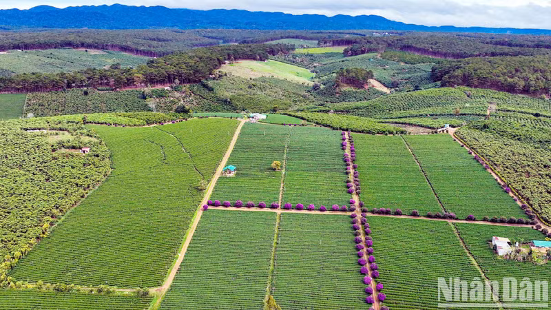 An aerial view of lush green tea hills dotted with purple blooming ‘mua’ flowers.
