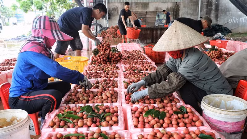 Lychee are among the fruits that are widely exported to the Chinese market. (Photo by Ha An)