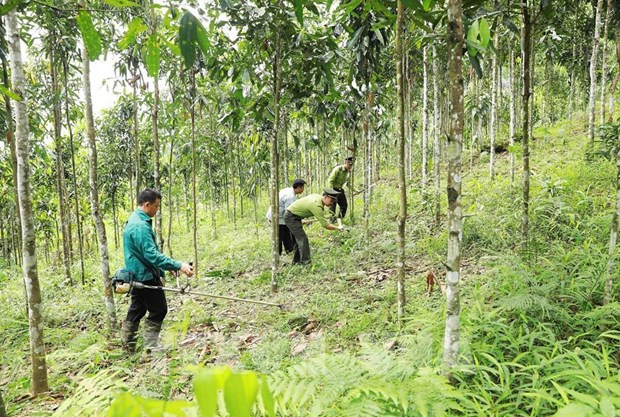 At a forest in Yen Bai (Photo: VNA)