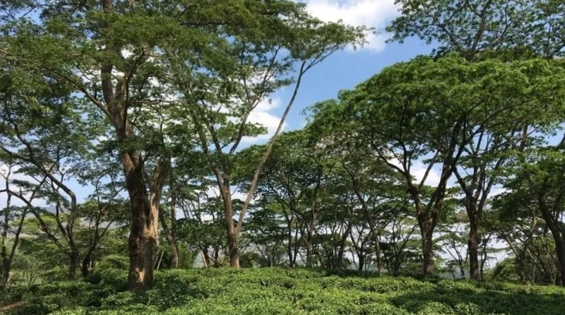 Promoting forest carbon credit market
